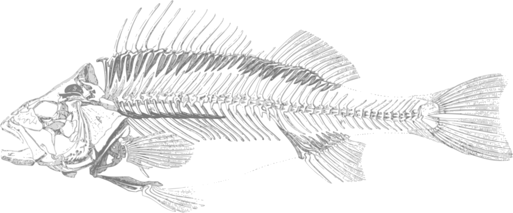 fish bones clipart