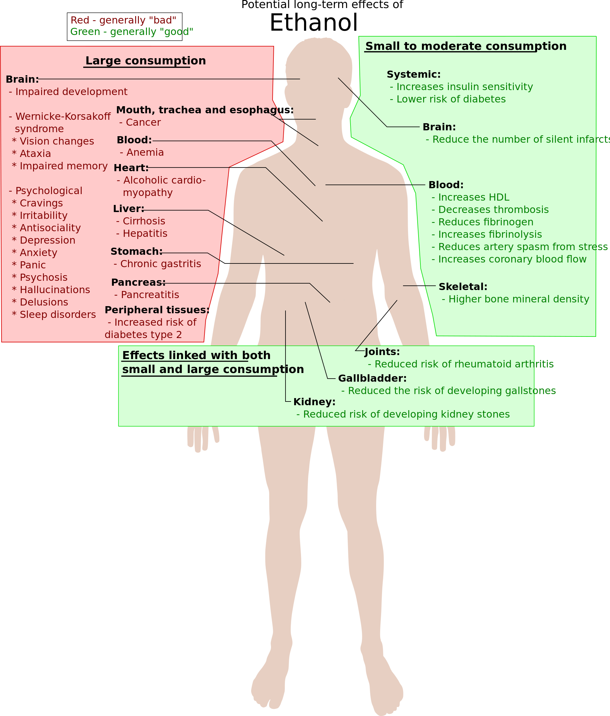 A Diagram Of The Human Body With Labels Describing Various Parts And