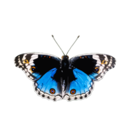 Butterfly Clip Art Image - ClipSafari