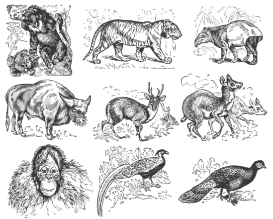 Animals Clip Art Image - ClipSafari