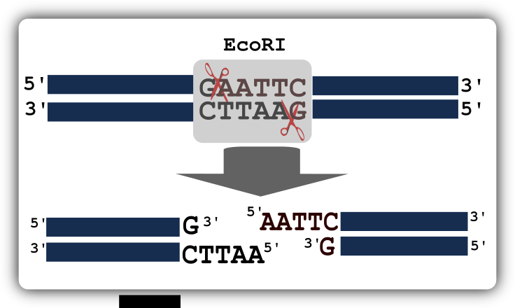 EcoRI restriction digestion Clip Art Image - ClipSafari